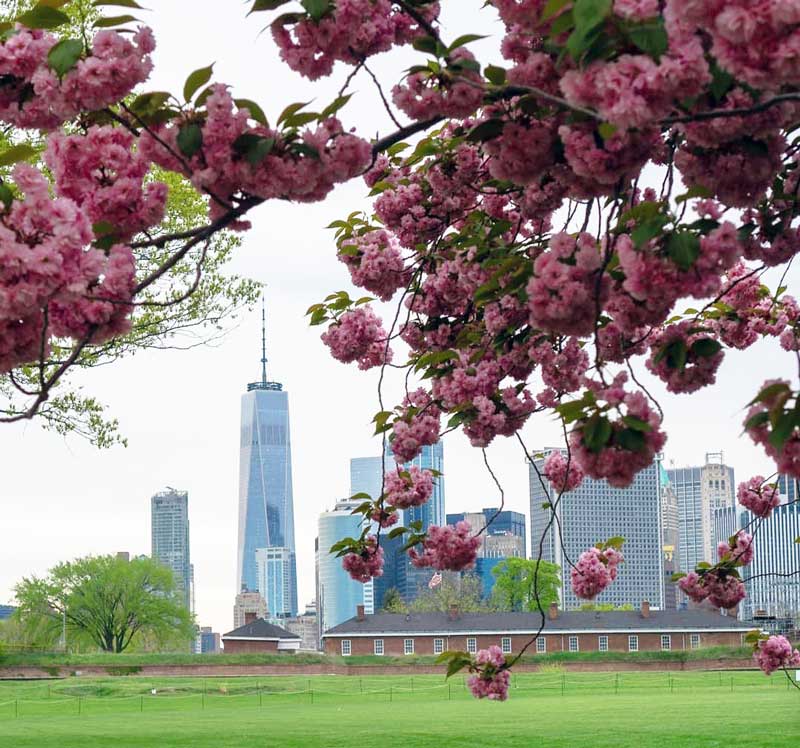 cerejeiras em nova york