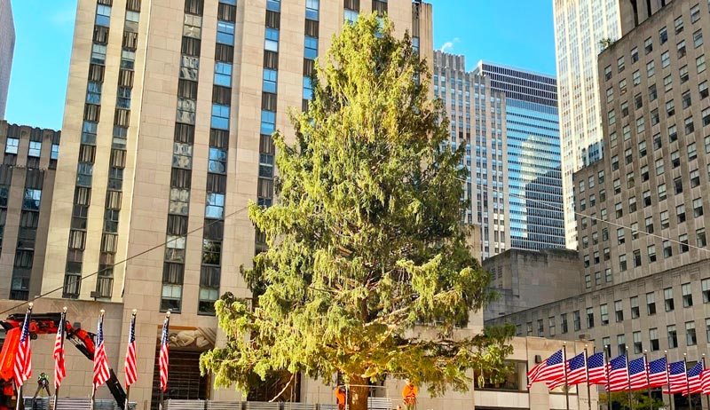 Árvore de Natal do Rockefeller Center: todas as dicas | Dicas Nova York|  Dicas Nova York
